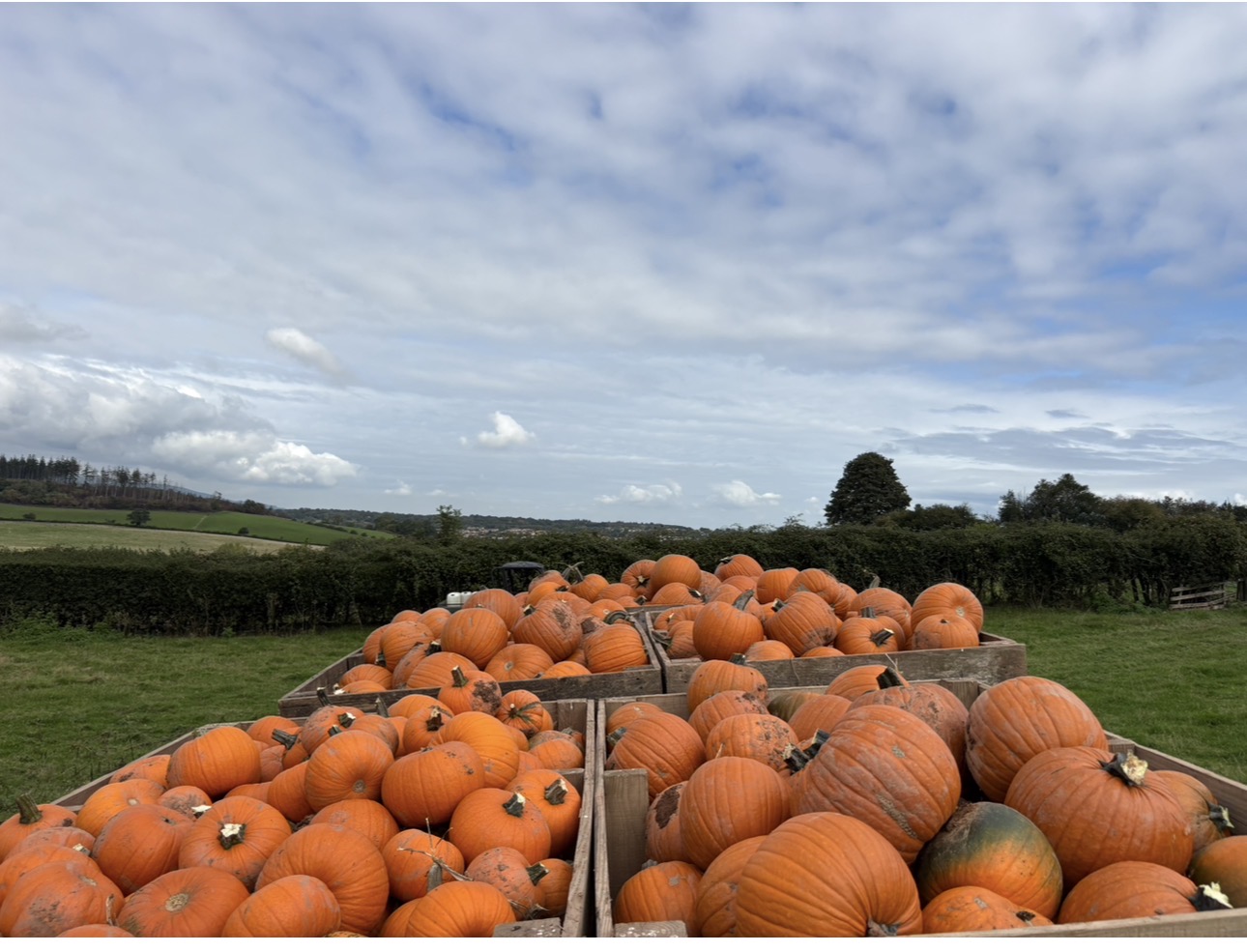 Nearly pumpkin time